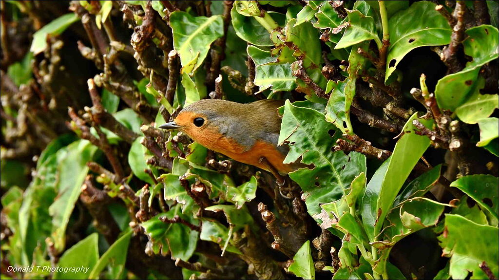 Robin in our laurel hedge checking if its safe to come out.