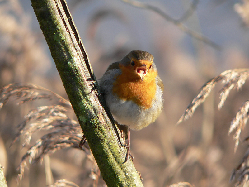 Robin of a Northern Reedbed-Leighton Moss