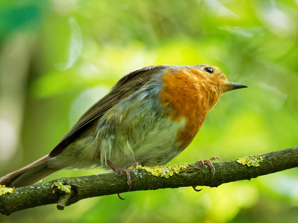 Robin on a twig 1