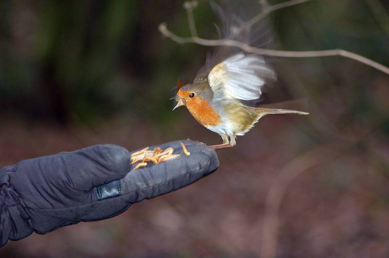 Robin on Feeder !!