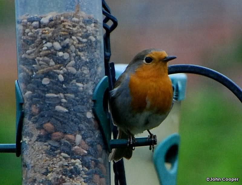 Robin on the feeder