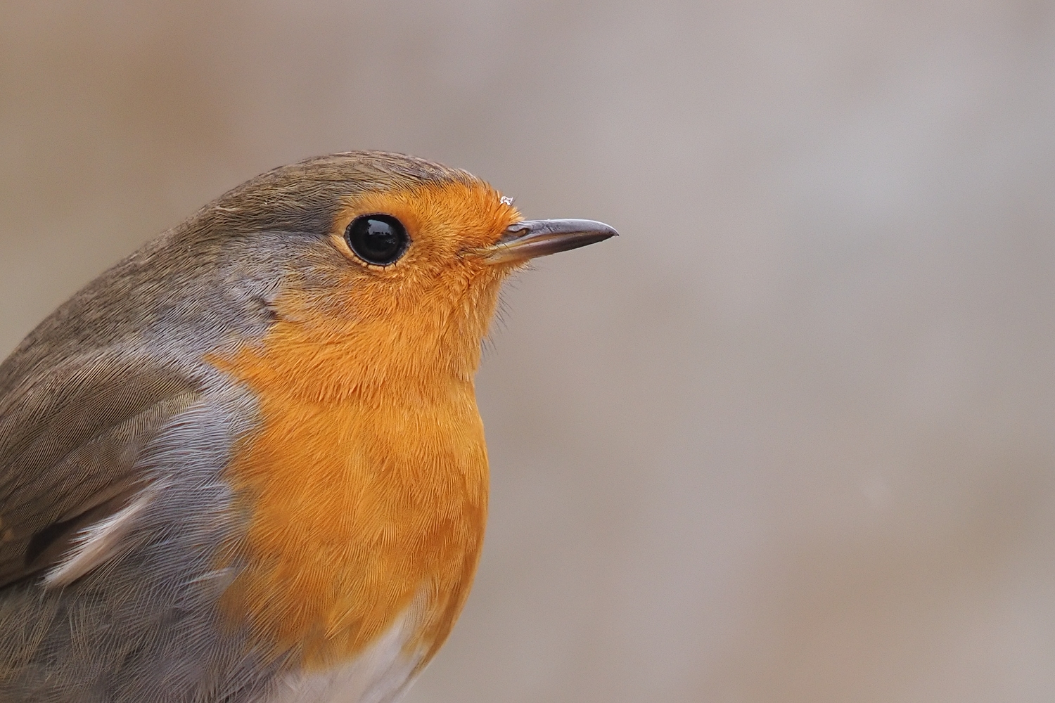 robin (portrait)