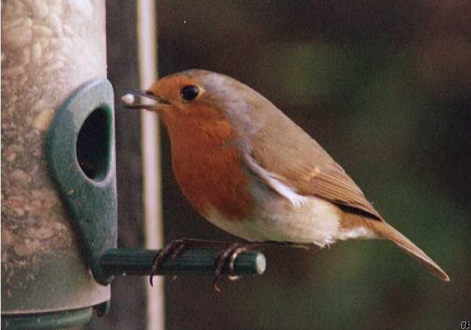 Robin with seed