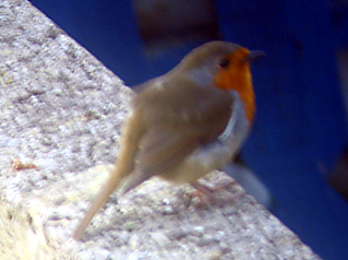 Robin