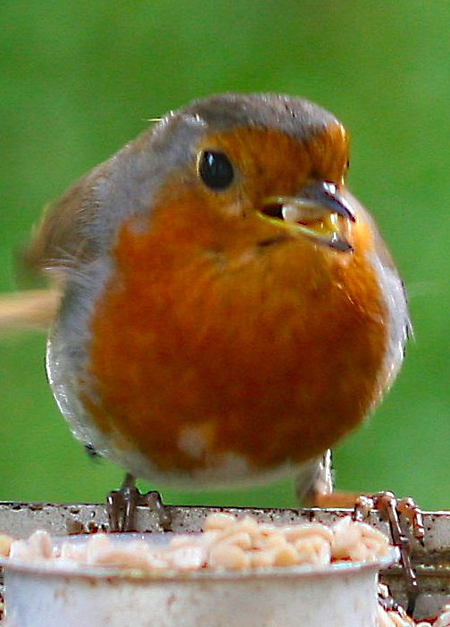 ROBIN