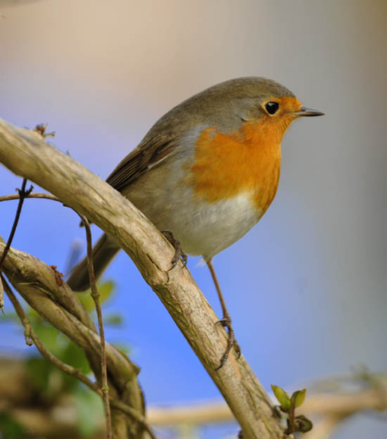 Robin