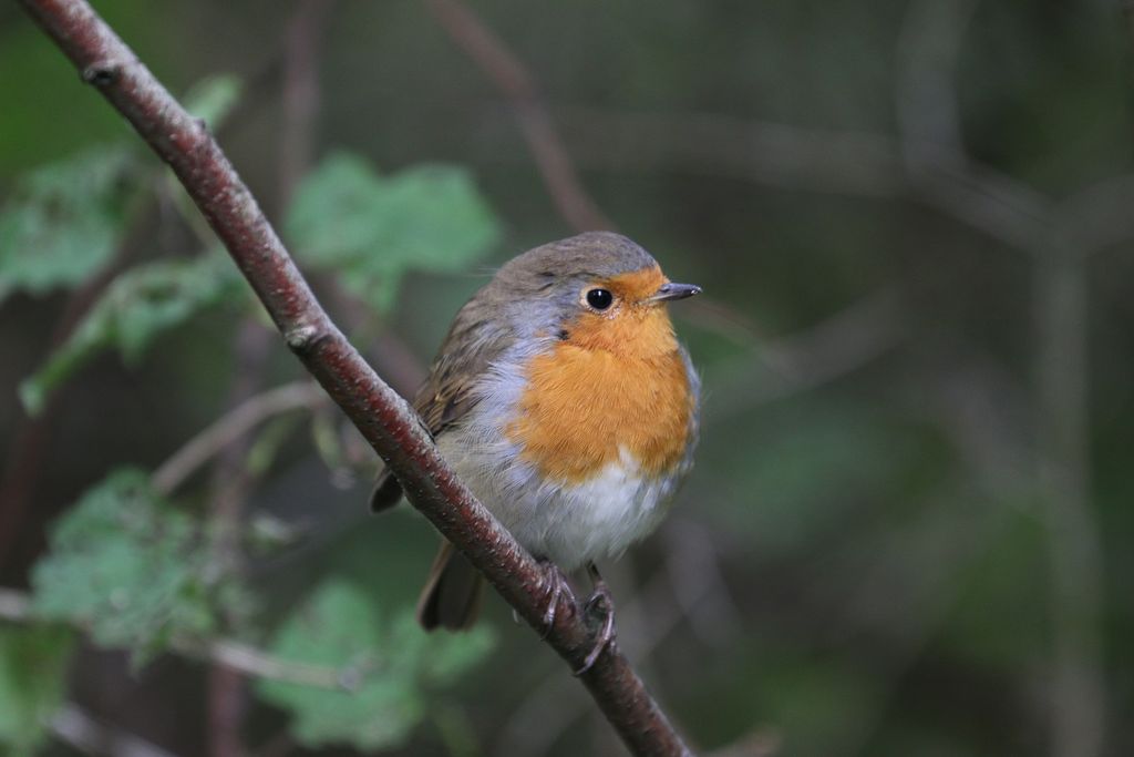 Robin