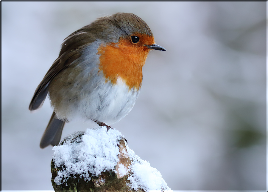 Robin