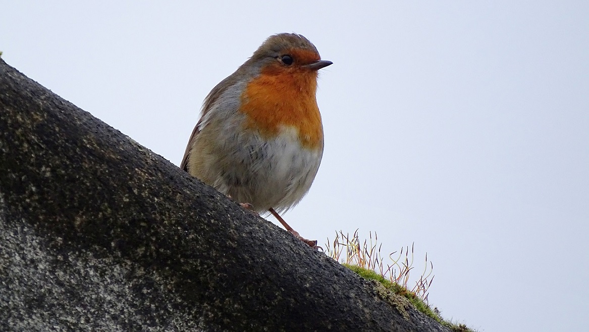 Robin