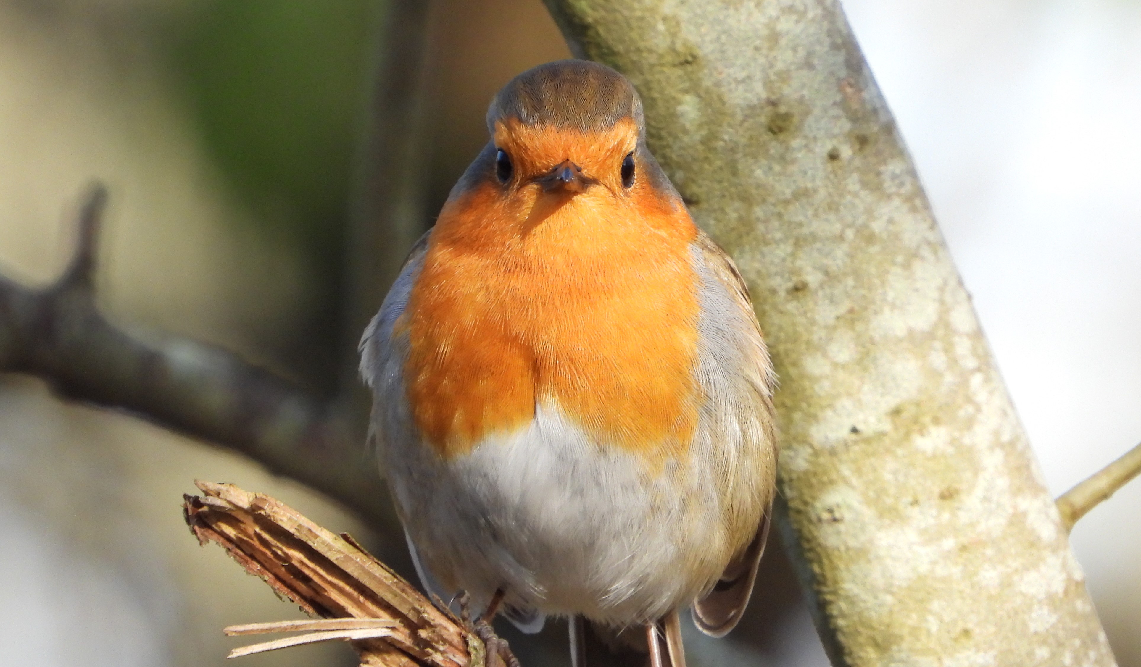 Robin