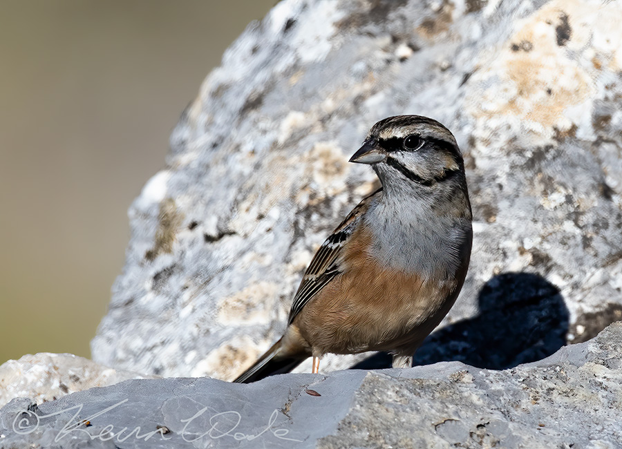 Rock Bunting