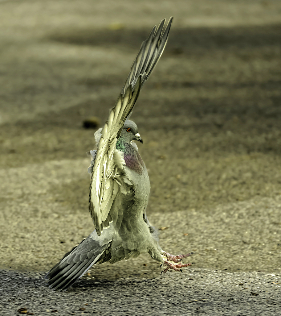 Rock Dove landing.jpg