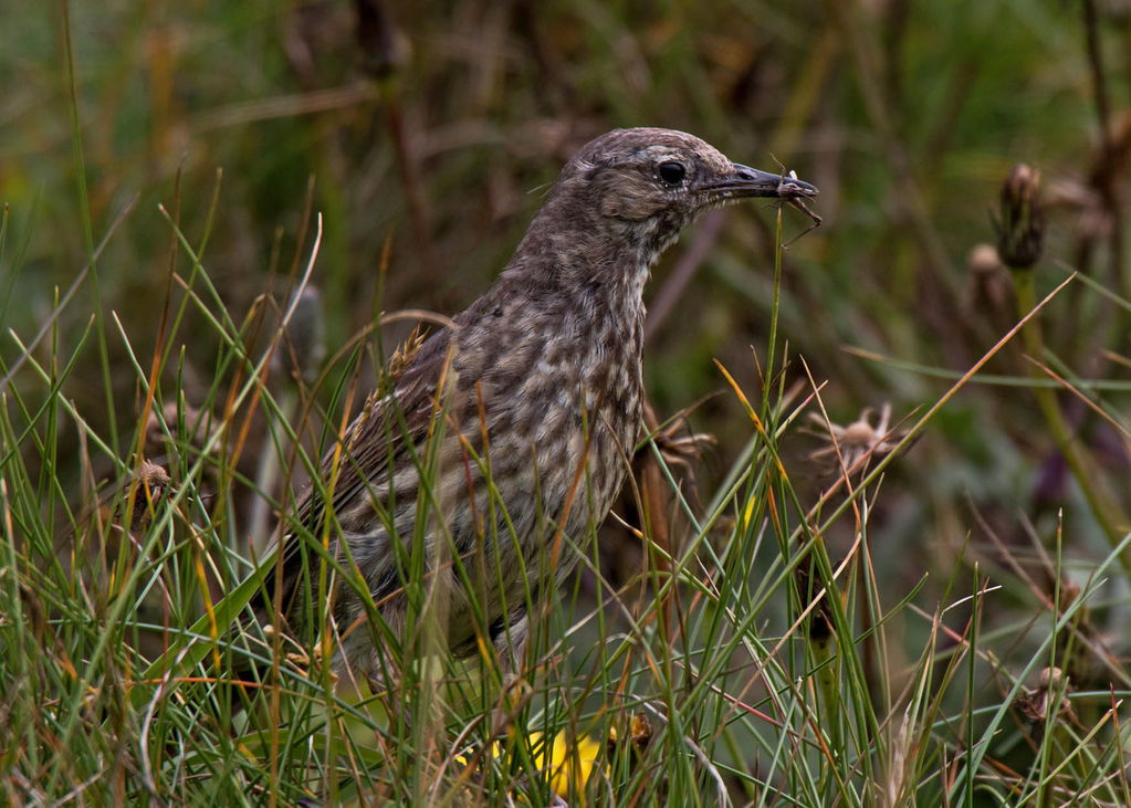 Rock Pipit Anthus petrosus