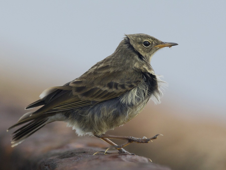 Rock Pipit