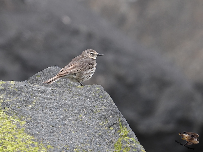 Rock Pipit