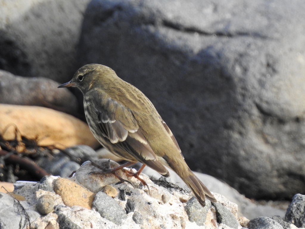 Rock Pipit