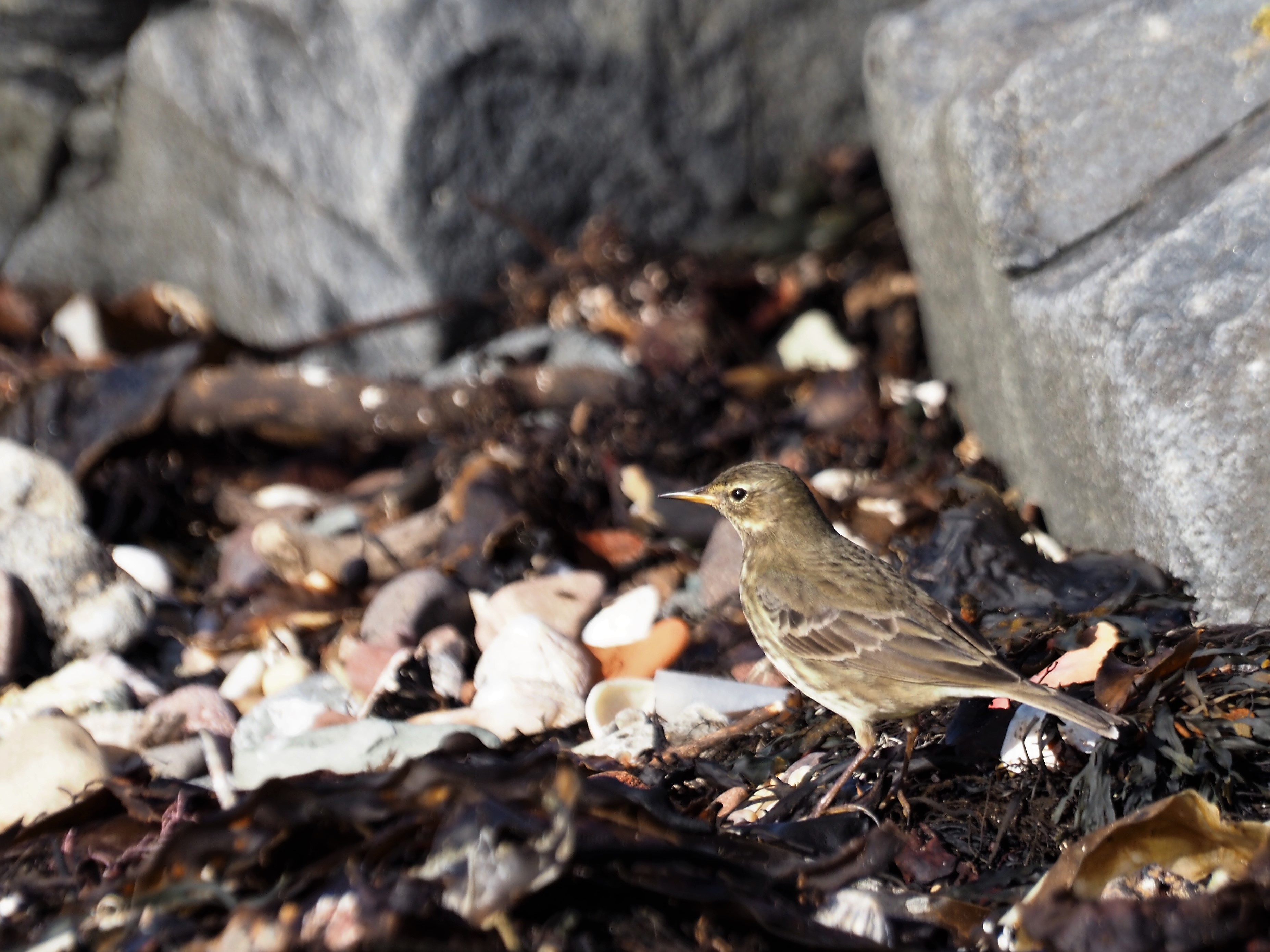 Rock pipit