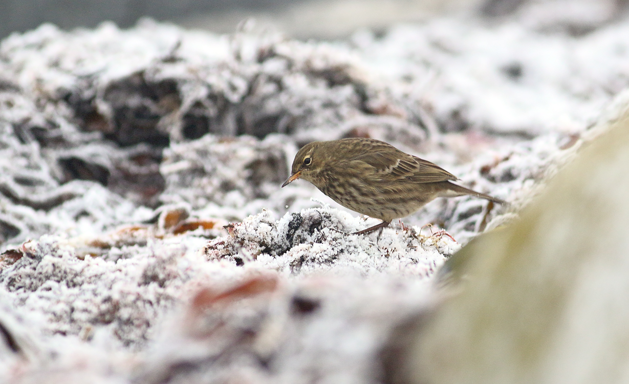 Rock Pipit