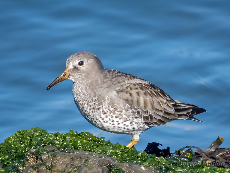 Rock Sandpiper