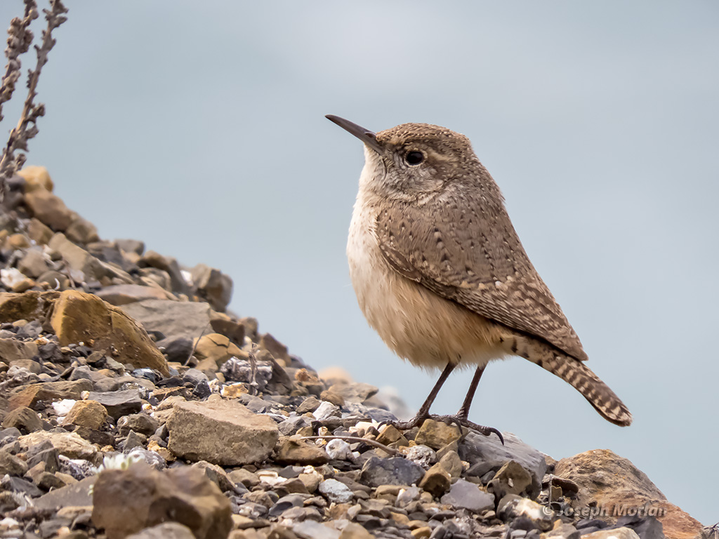 Rock Wren