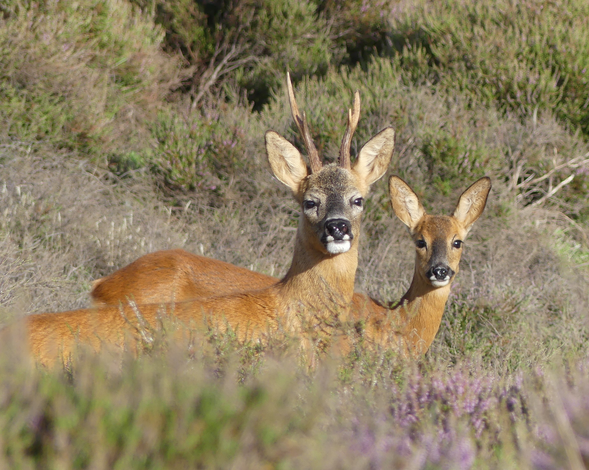 Roe deer in the heather