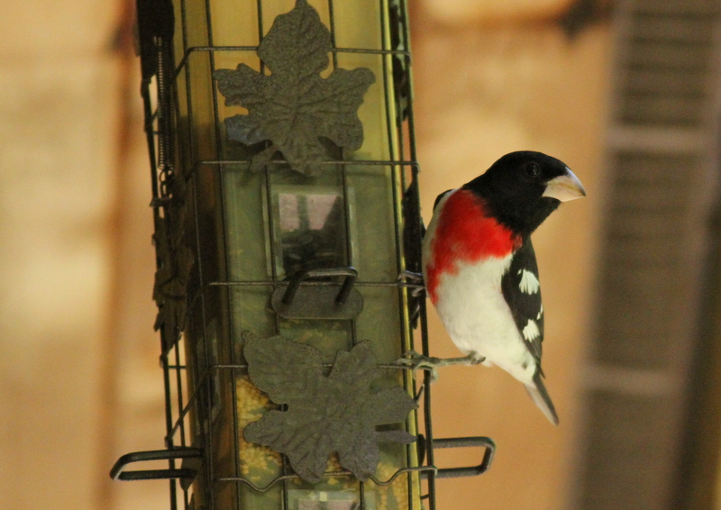 Rose-breasted Grosbeak   (male)