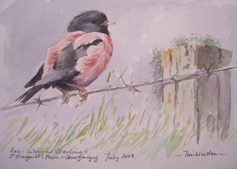 Rose-coloured Starling drawing