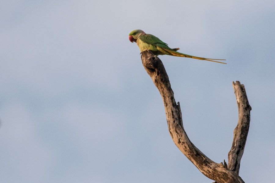 Rose-ringed Parakeet