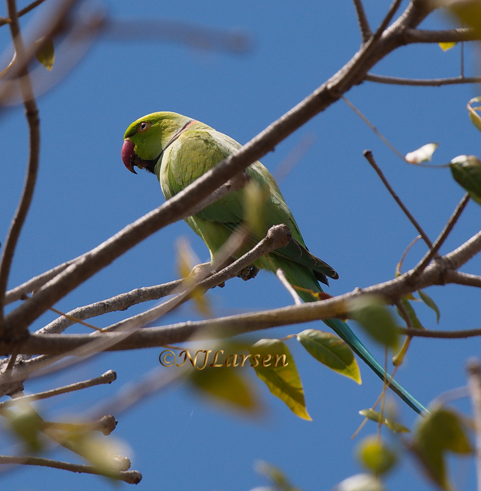 Rose-ringed Parakeet