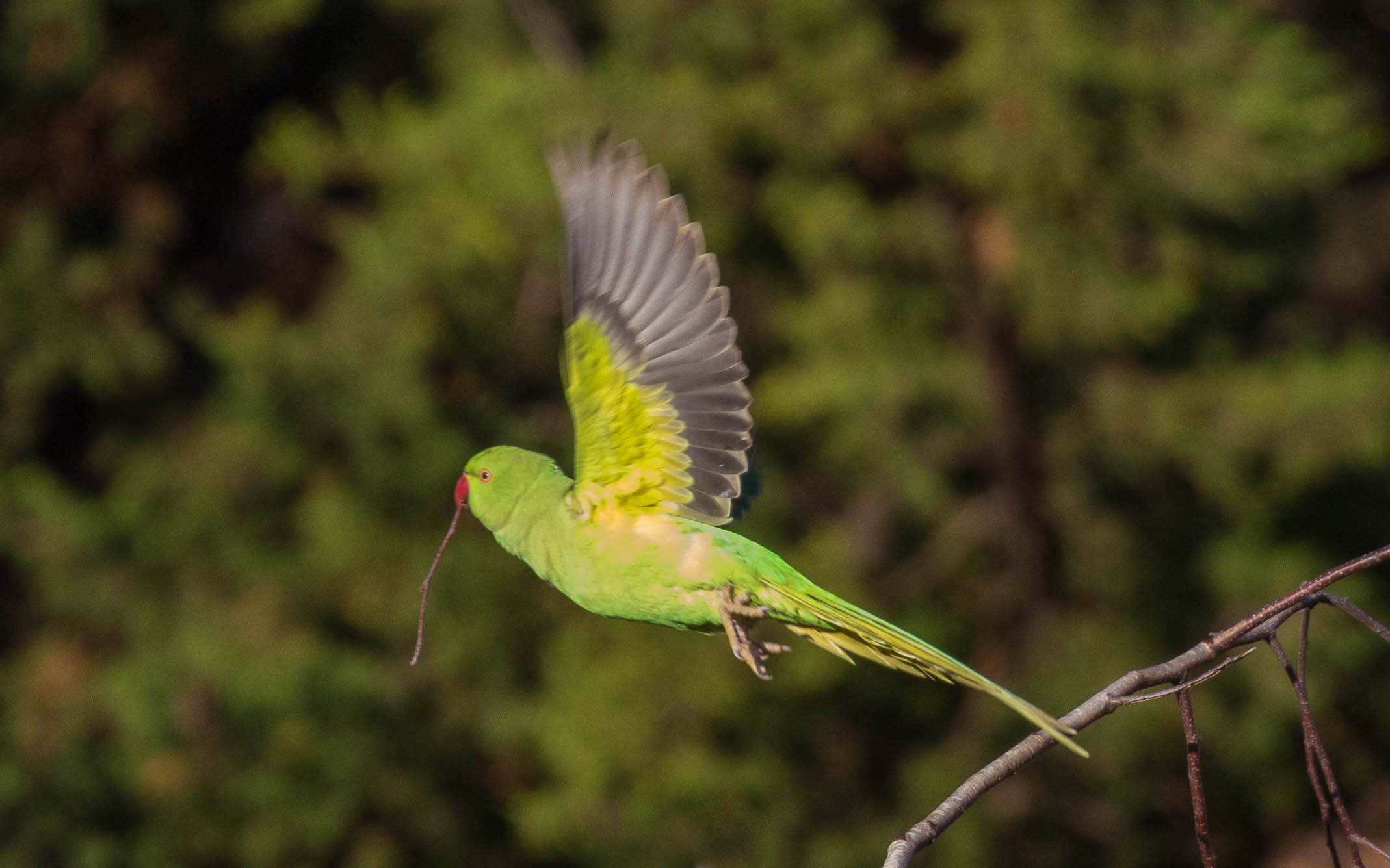 Rose-ringed Parakeet