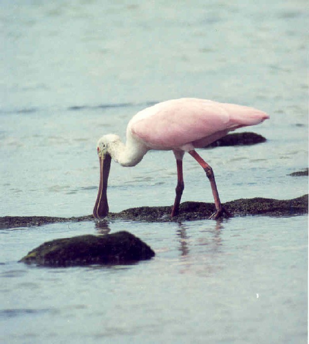 Roseate Spoonbill (2)