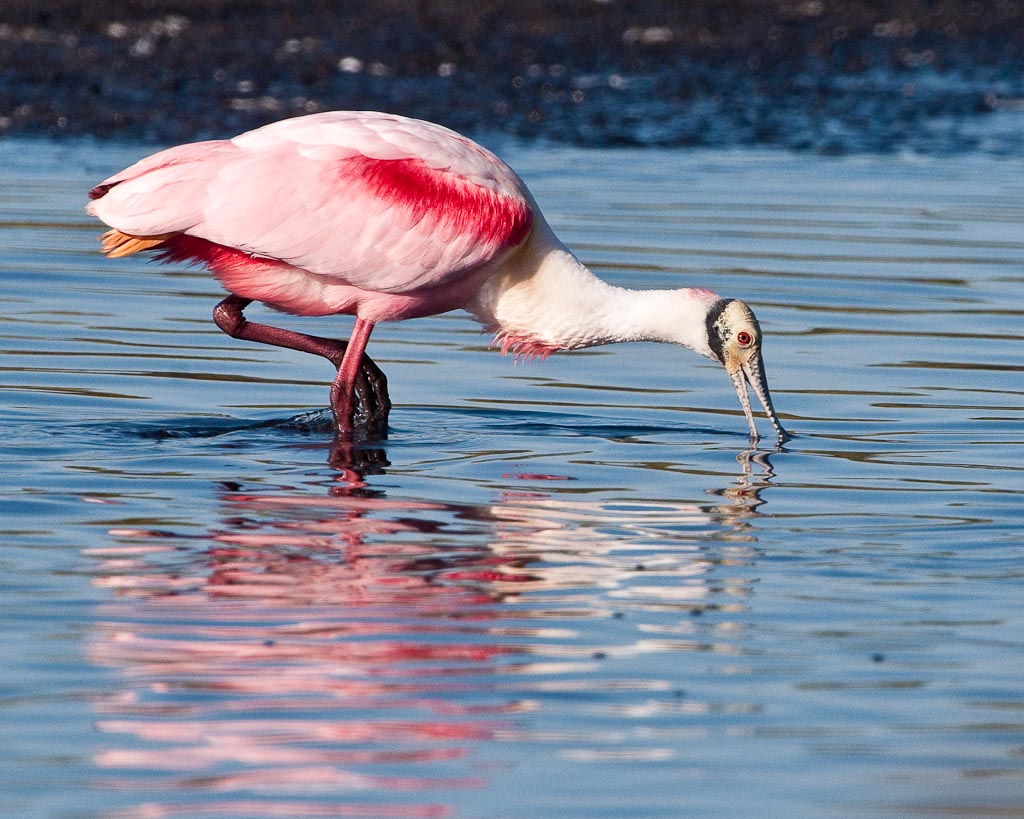 Roseate Spoonbill male in breading plumage