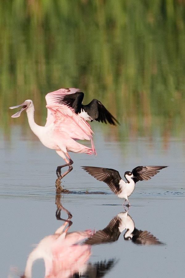 Roseate Spoonbill under attack by Black-necked Stilt