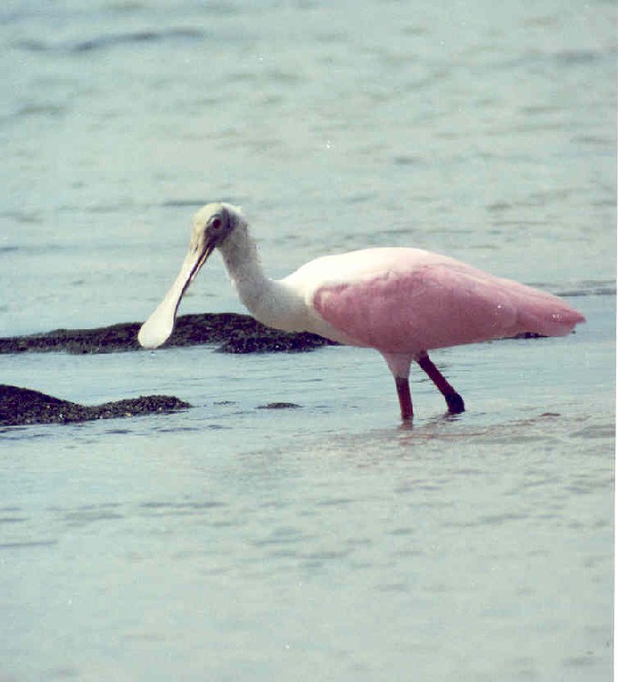 Roseate spoonbill