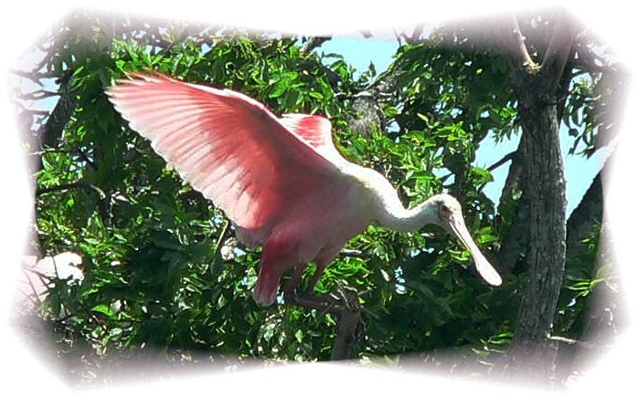 Roseate Spoonbill