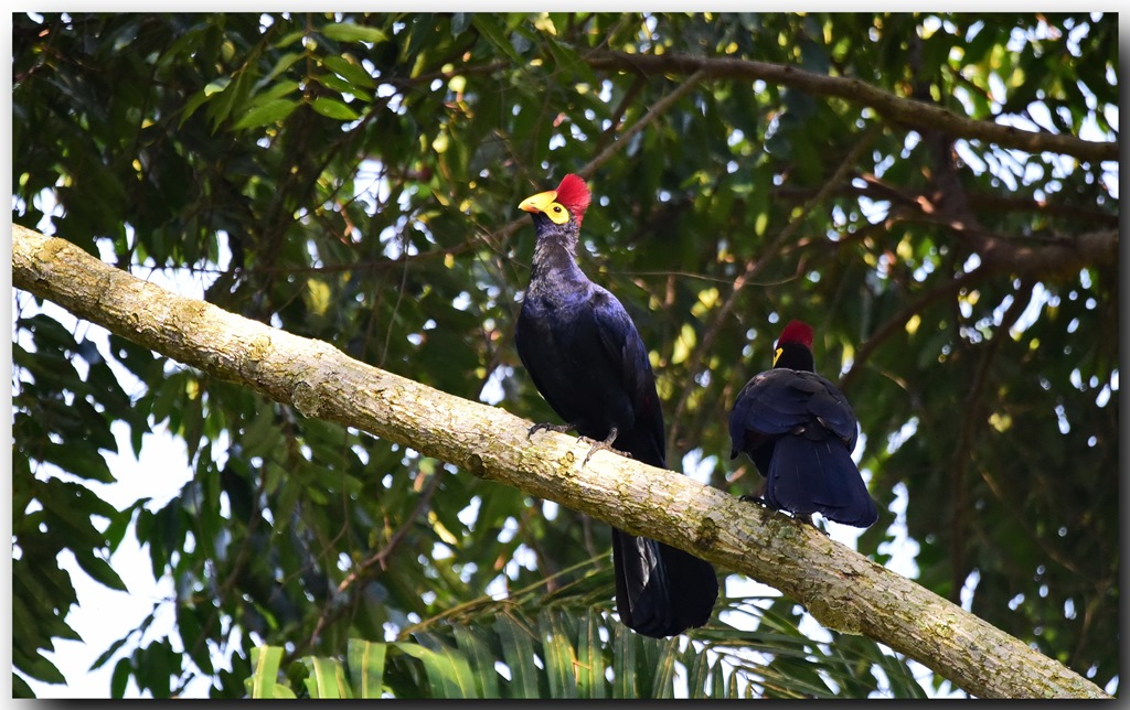 Ross's Turaco