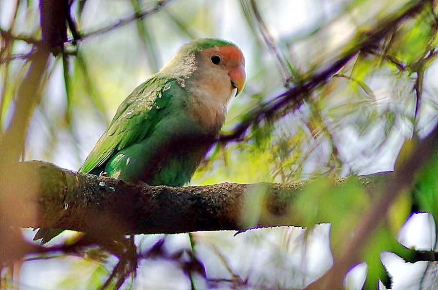 Rosy faced Lovebird | BirdForum