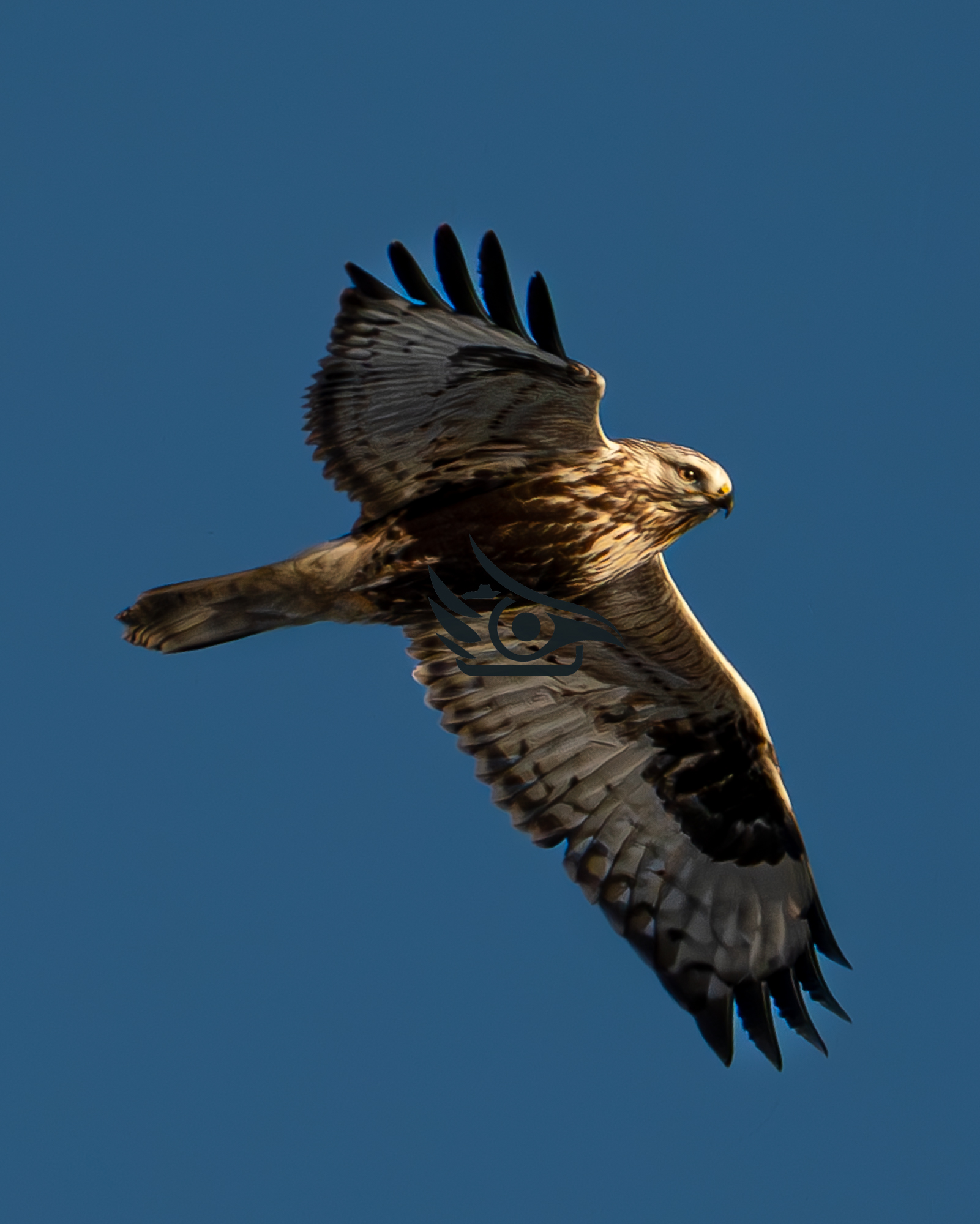 Rough-Legged Buzzard in Finland