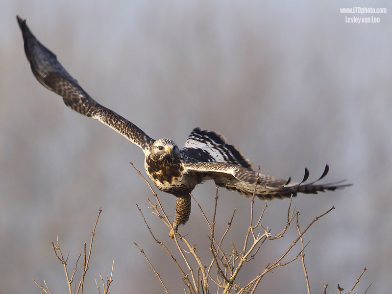 Rough-legged Buzzerd