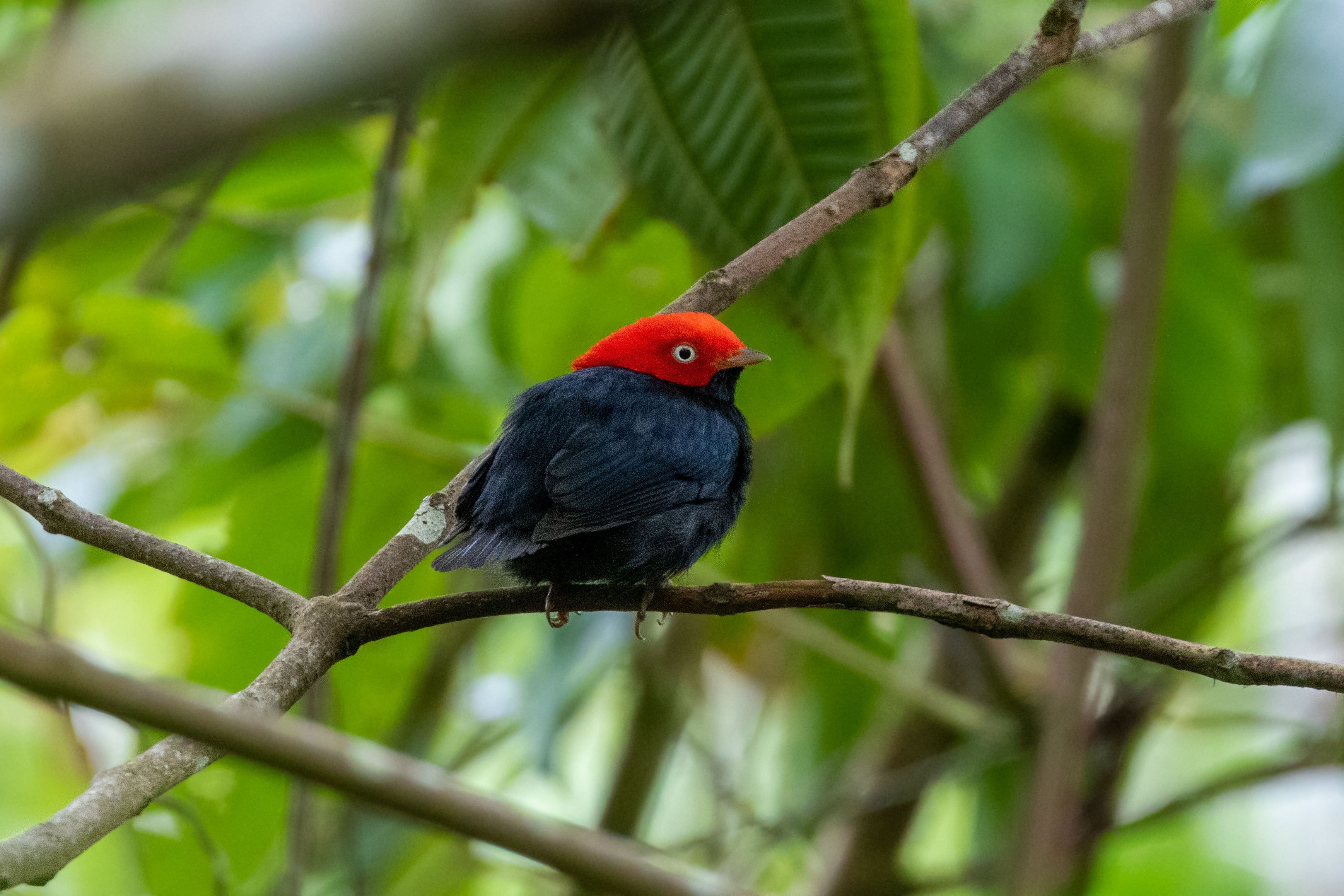 Round-tailed Manakin