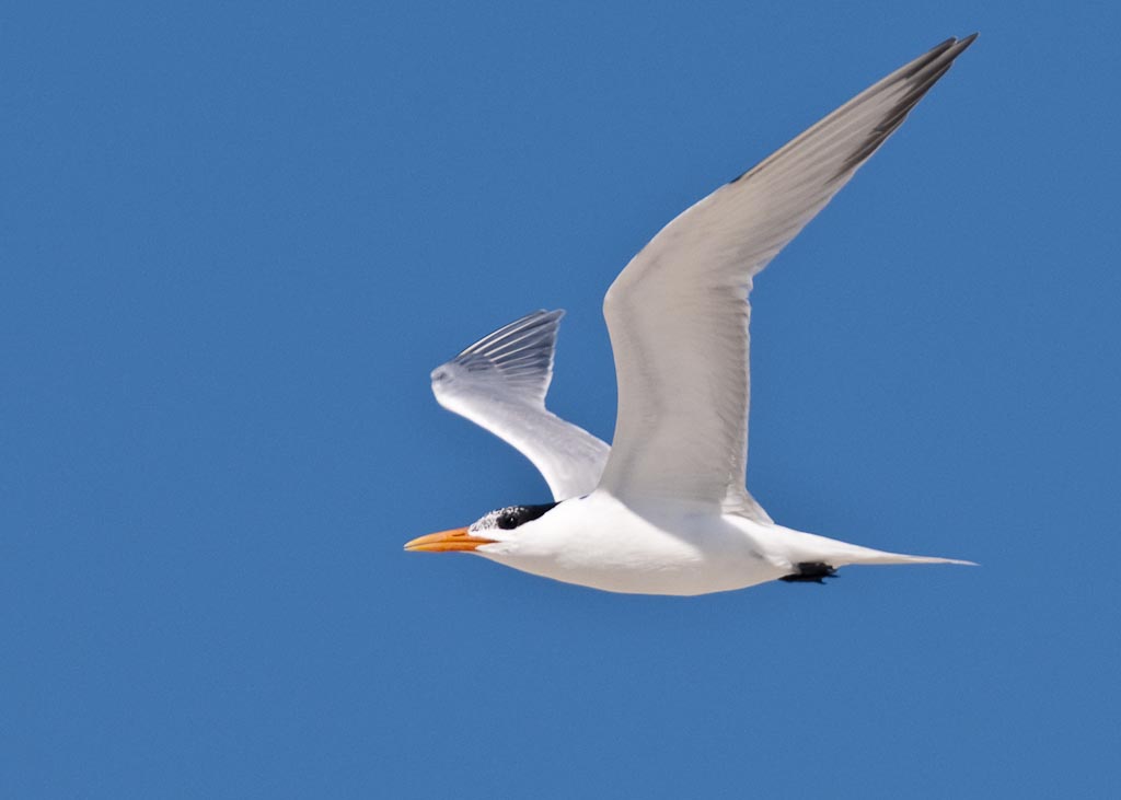Royal Tern (nonbreeding) in flight
