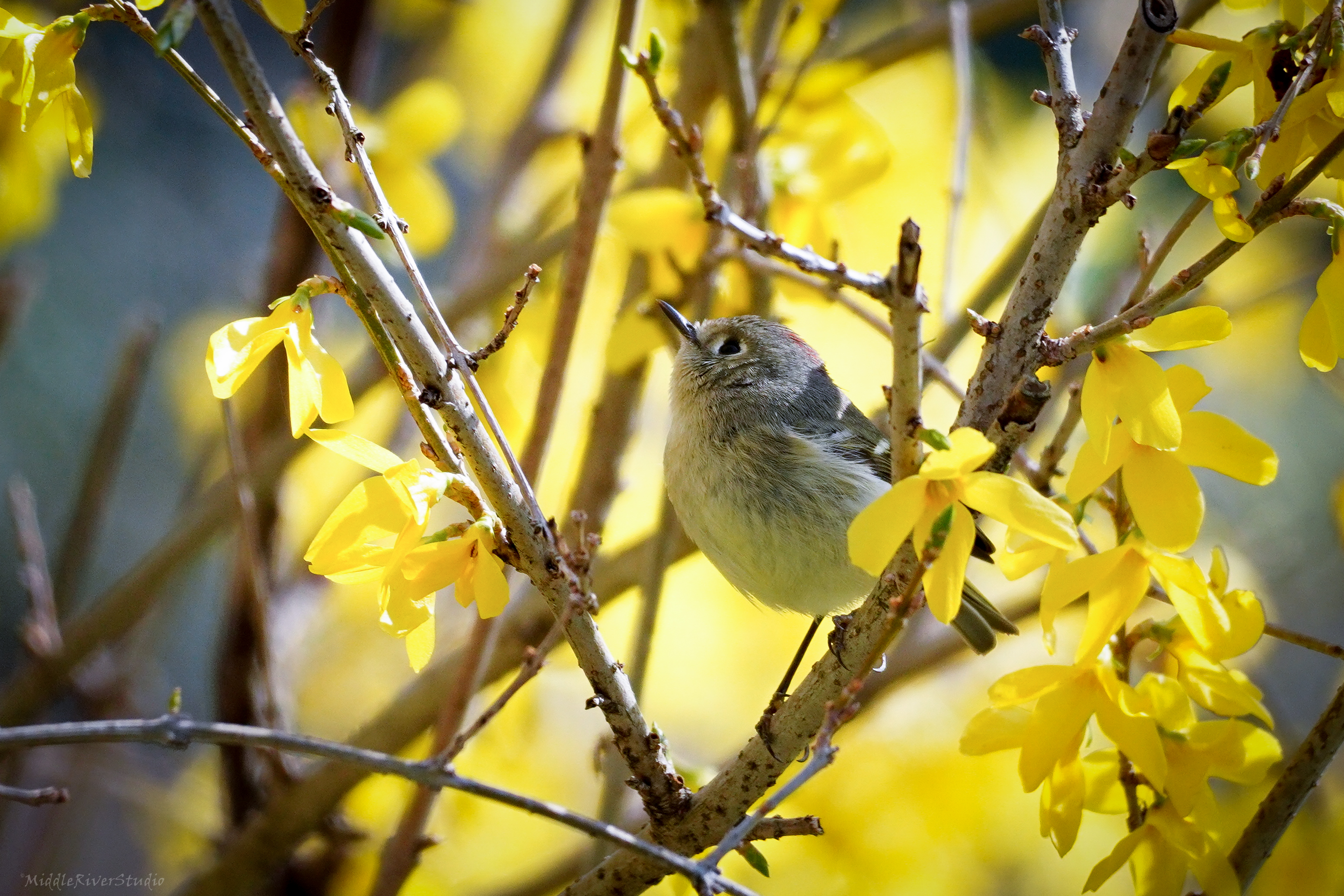 Rub-crowned Kinglet