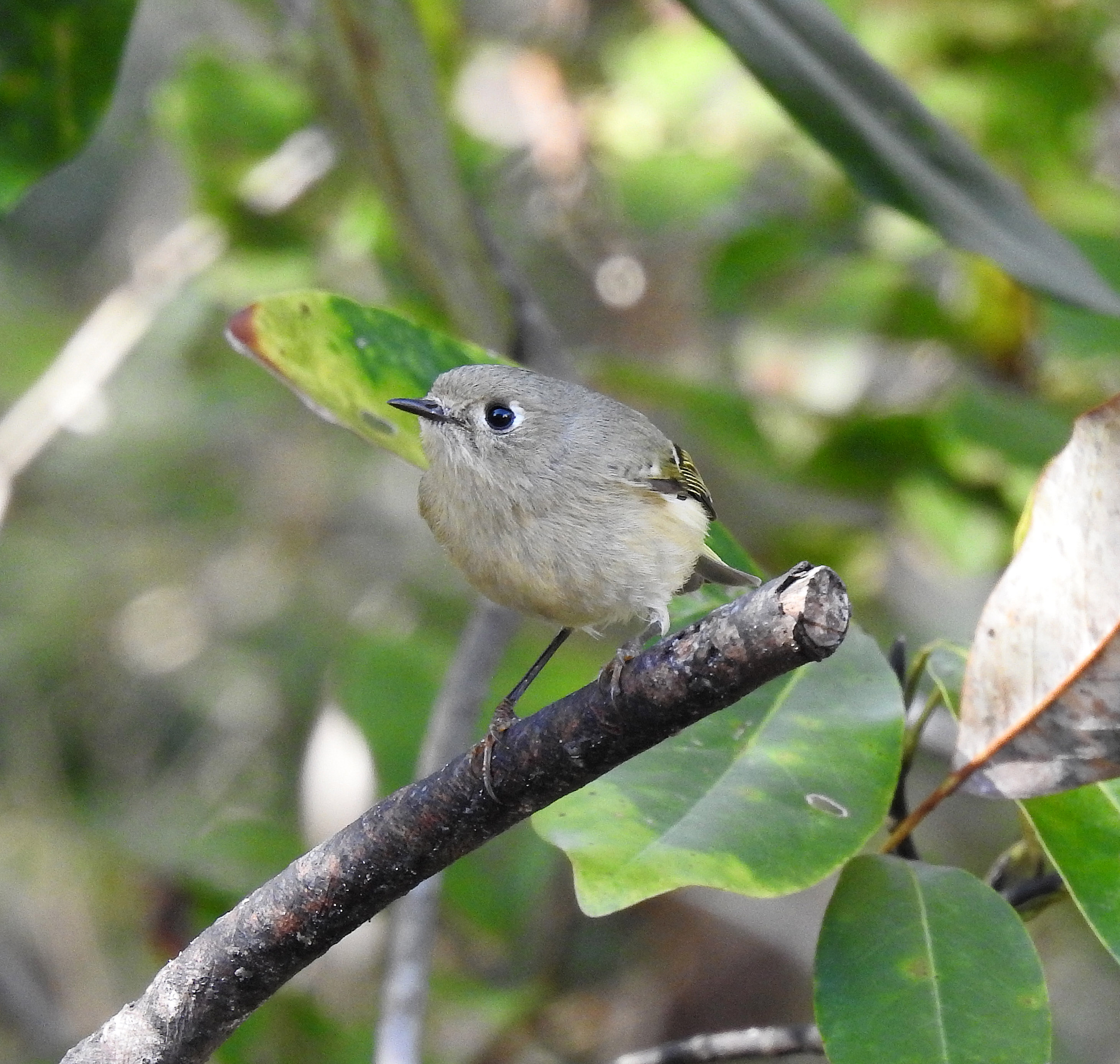 Ruby-crowned Kinglet.jpg