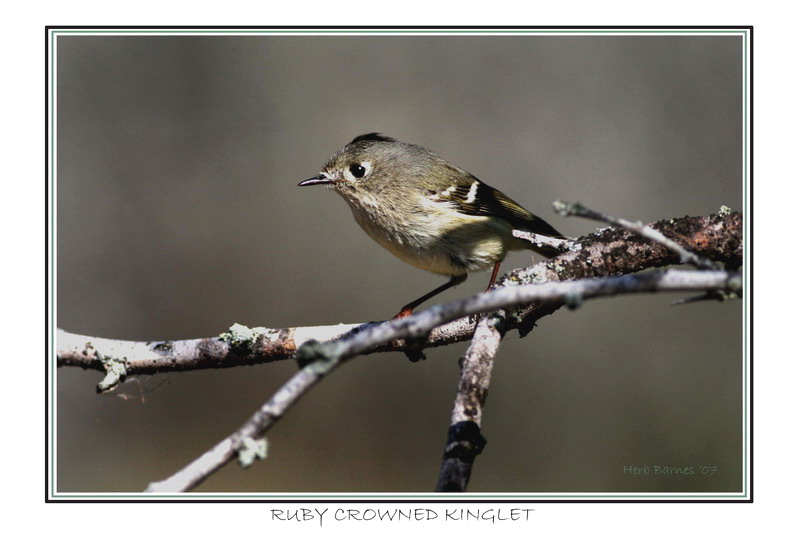 Ruby Crowned Kinglet