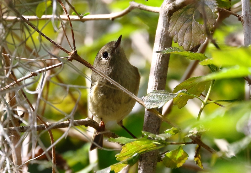 Ruby-crowned Kinglet