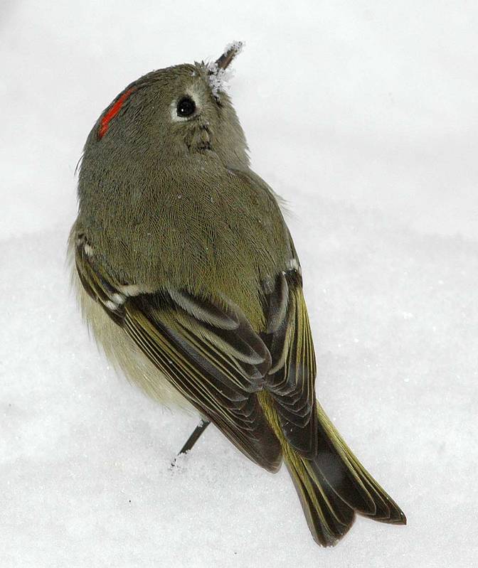 Ruby-crowned Kinglet