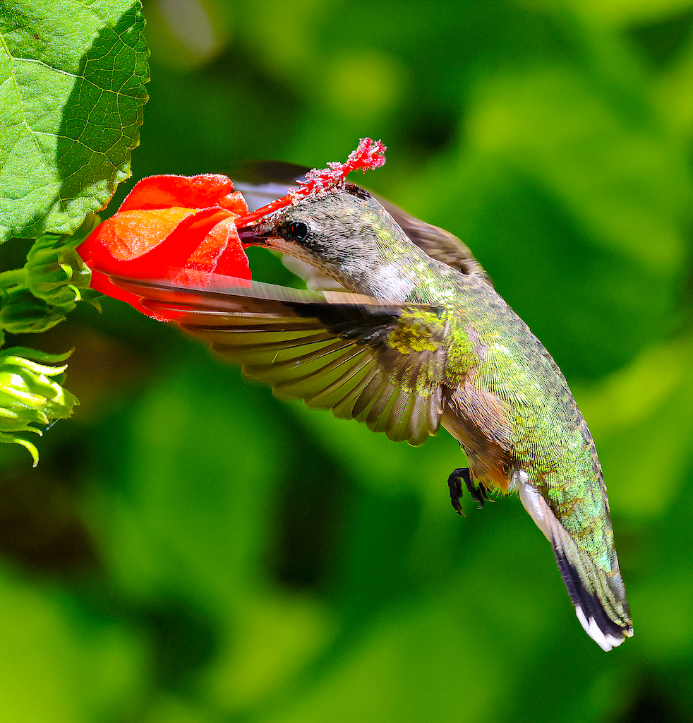 Ruby-throated Hummingbird (female).jpg