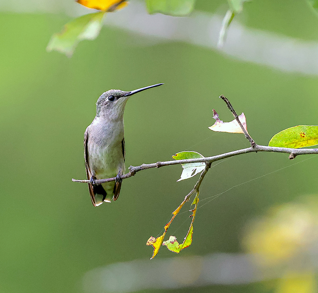 Ruby-throated Hummingbird (female).jpg
