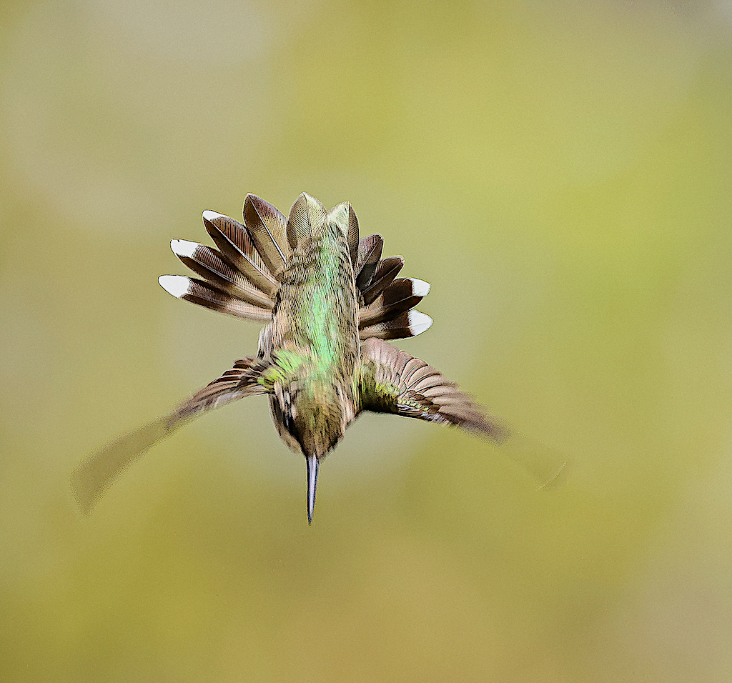 Ruby-throated Hummingbird (female).jpg