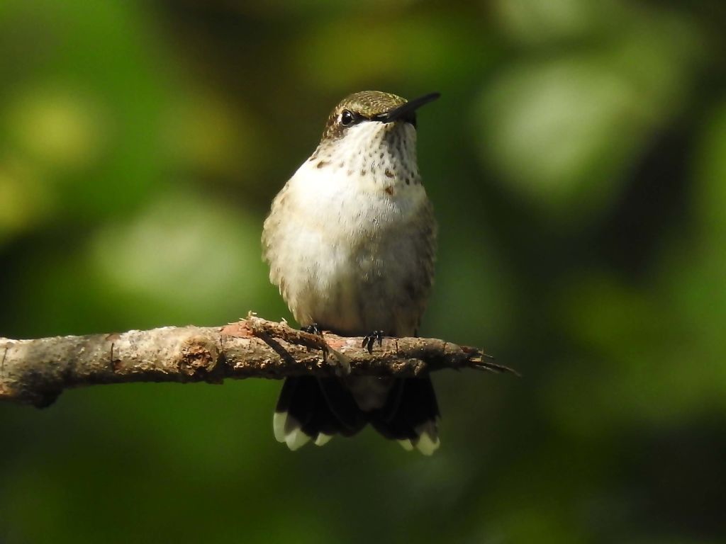 Ruby-throated Hummingbird (male)